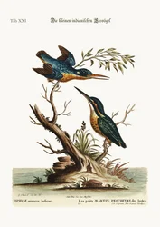 The Little Indian Kingfishers